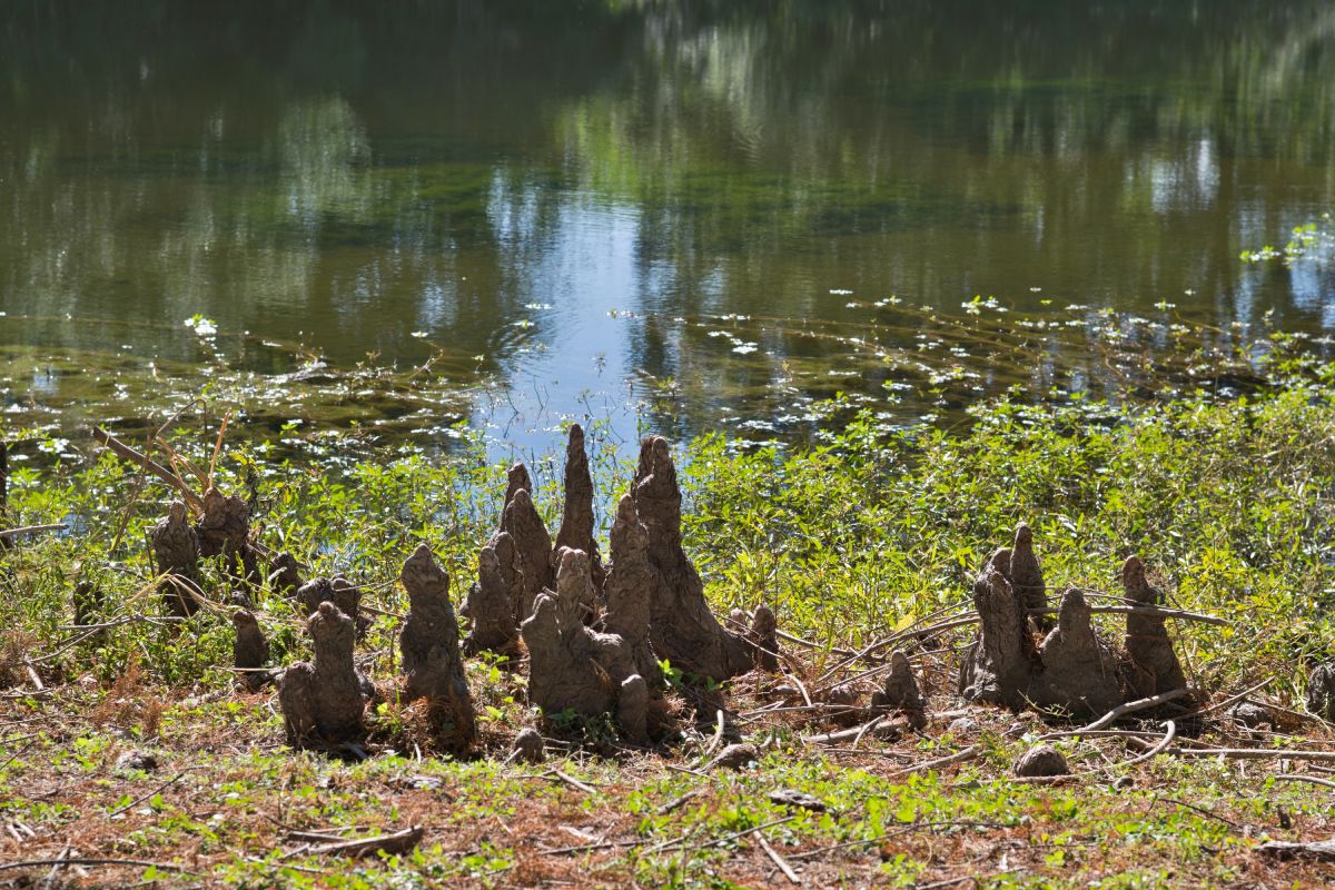 Insurance Rates 1 Cypress Image